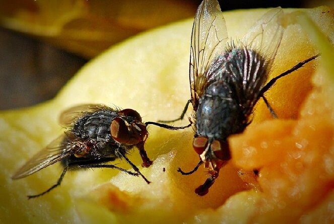 Правильная борьба с мухами залог успеха и безопасности