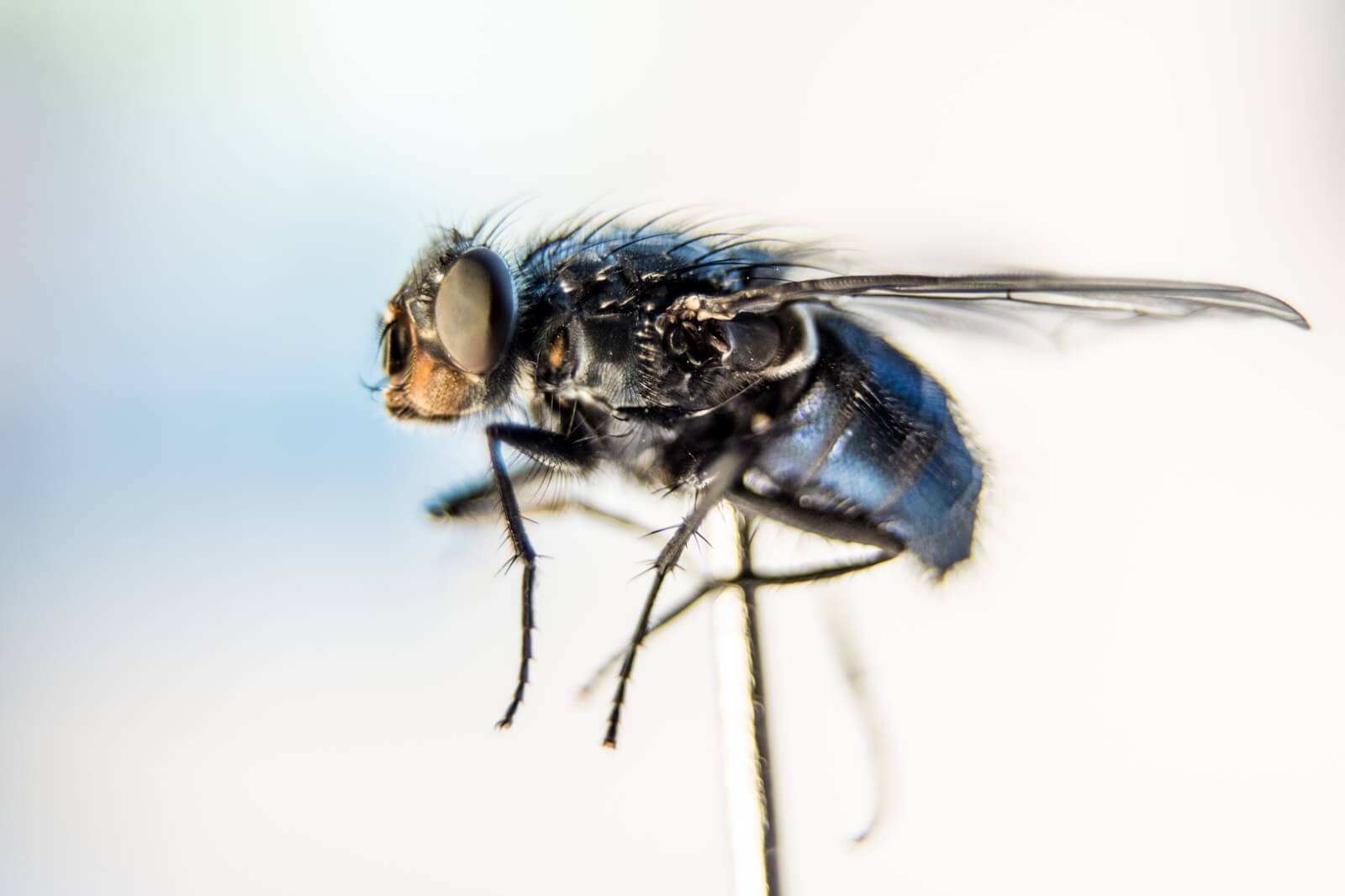 Как бороться с мухами эффективными способами