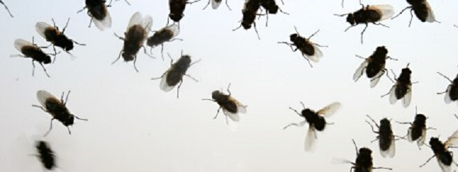 Размножение затрудняет борьбу с мухами и их личинками